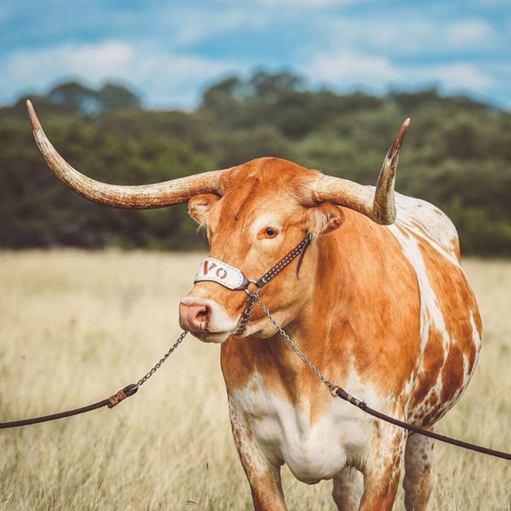 Meet your Posher, Tom